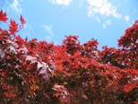 Maple Tree