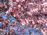 Cherry Blossoms