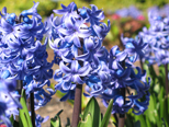 Hyacinth